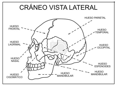 Ilustración de Esquema de cráneo de vista lateral, educativo, aprendizaje y uso escolar, con nombres - Imagen libre de derechos