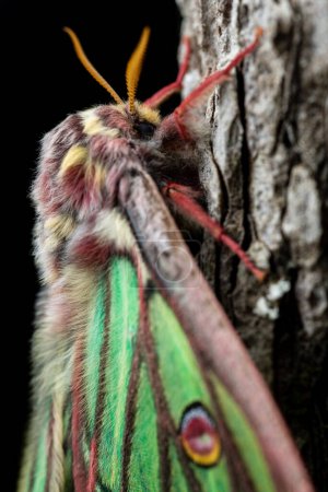 Spanish moon moth (Actias isabellae or Graellsia isabellae)