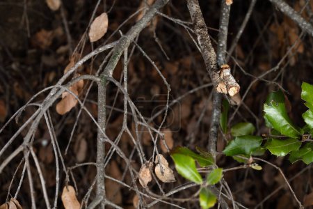The buff-tip (Phalera bucephala) camouflaged among branches