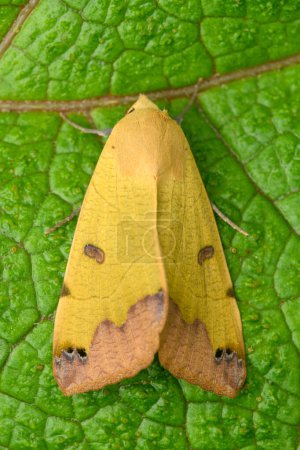 The green drab (Ophiusa tirhaca) moth