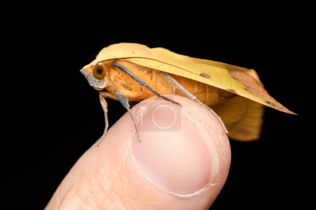 The green drab (Ophiusa tirhaca) moth in finger