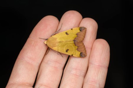 The green drab (Ophiusa tirhaca) moth in hand