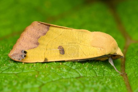 The green drab (Ophiusa tirhaca) moth