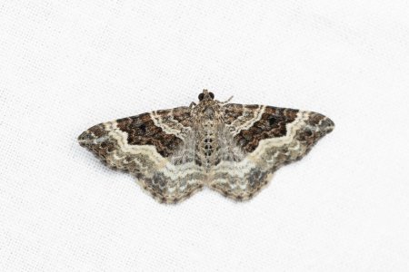 Der gemeine Teppich oder Weißband-Zahnteppich (Epirrhoe alternata) ist eine Motte aus der Familie der Geometridae.