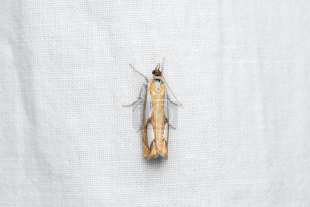 Pearl Grass-veneer (Catoptria pinella) is a species of moth of the family Crambidae.