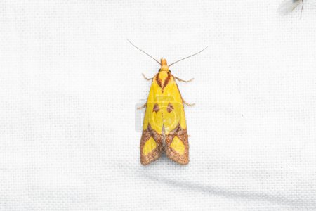 the sulphur knapweed moth and the yellow-winged knapweed root moth (Agapeta zoegana) family Tortricidae
