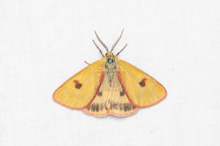 The clouded buff (Diacrisia sannio) is a moth of the family Erebidae.