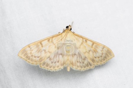 Photo for The mother of pearl moth (Patania ruralis) is a species of moth in the family Crambidae. - Royalty Free Image
