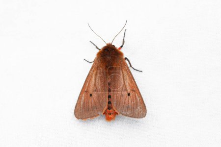 Phragmatobia fuliginosa, the ruby tiger, is a moth of the family Erebidae.