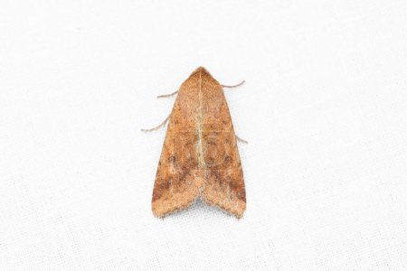 cotton bollworm, corn earworm, Old World (African) bollworm, or scarce bordered straw. Helicoverpa armigera is a species of Lepidoptera in the family Noctuidae.
