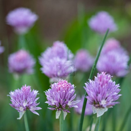 Téléchargez les photos : Ciboulette, nom scientifique Allium schoenoprasum - en image libre de droit