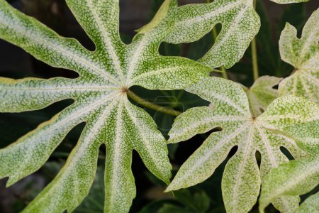 details of fatsia japonica leaves
