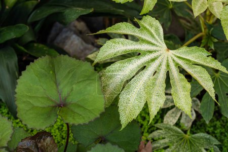 Details der Blätter von Fatsia japonica und Ligularia dentata im Garten
