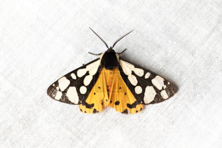 Arctia villica, the cream-spot tiger, is a moth of the family Erebidae. white background