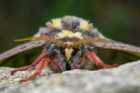 Spanish moon moth (Actias isabellae or Graellsia isabellae) face