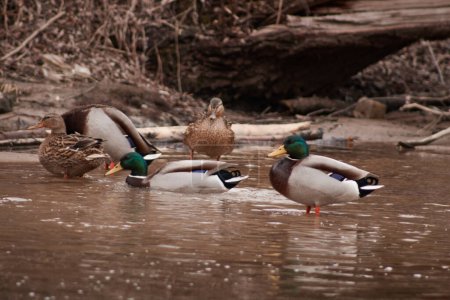 Photo for Bathing scene of ducks on the lake. Animals, birds, wild, nature, flock - Royalty Free Image