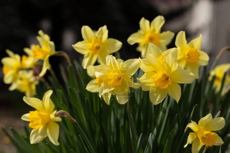 Téléchargez les photos : Fleurs jaunes jonquilles dans le jardin - en image libre de droit