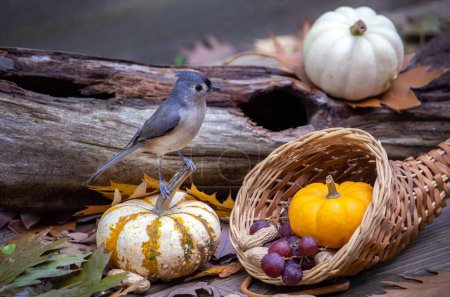 Photo for A grey and blue titmouse looks at home in this sweet still life of fall pumpkins and a cornucopia of grapes and peanuts - Royalty Free Image