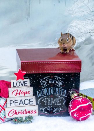 Photo for Little chipmunk agrees Christmas is the most wonderful time of the year - Royalty Free Image