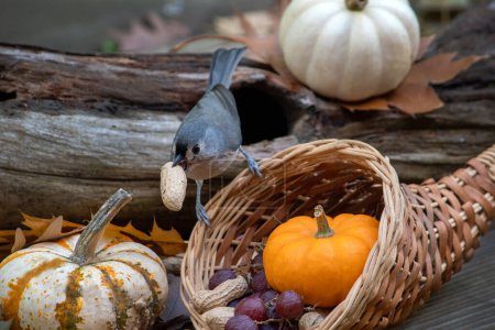 Photo for Small titmouse snatched a peanut from a wicker cornucopia in this cute fall still life - Royalty Free Image
