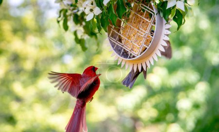 Helle männliche Kardinal fliegt zu einem hängenden Suet Feeder in meinem Garten in Michigan USA