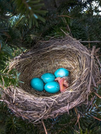 Photo for One new baby bird has hatched in this cozy nest of robbin eggs - Royalty Free Image