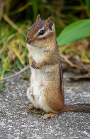 Standing chipmunk looks adorable and begs for food in the garden
