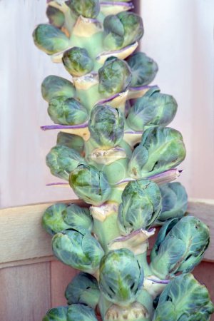 Photo for Stalk of Brussels sprouts for sale in a farm market - Royalty Free Image