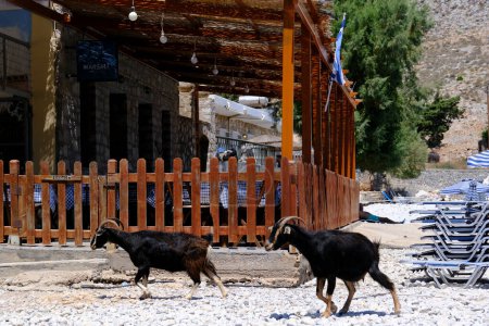 Foto de Una cabra vista en la playa de Symi Dodecanese, Grecia en Agosto 2, 2022. - Imagen libre de derechos