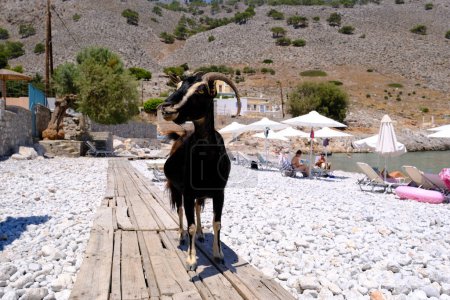 Foto de Una cabra vista en la playa de Symi Dodecanese, Grecia en Agosto 2, 2022. - Imagen libre de derechos