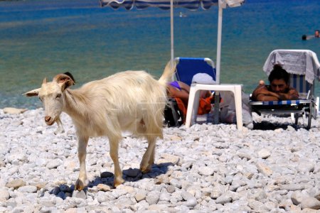 Téléchargez les photos : Une chèvre vue à la plage de Symi Dodécanèse, Grèce le 2 août 2022. - en image libre de droit