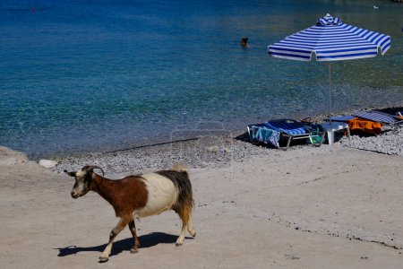Téléchargez les photos : Une chèvre vue à la plage de Symi Dodécanèse, Grèce le 2 août 2022. - en image libre de droit