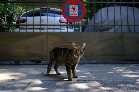 Foto de Los gatos se relajan en la calle de Atenas, Grecia en Julio 24, 2021. - Imagen libre de derechos