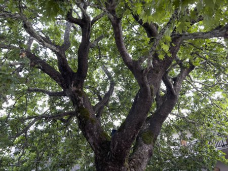 Photo for A Platanus tree in square of  Grammei Oxya, Greece on August 13, 2023. - Royalty Free Image