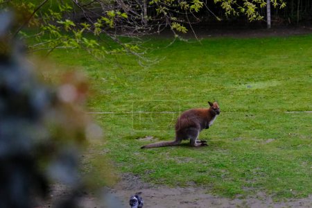 Téléchargez les photos : Kangourous vus dans un zoo du centre de Paris, France, le 30 mars 2024. - en image libre de droit