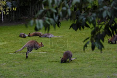 Téléchargez les photos : Kangourous vus dans un zoo du centre de Paris, France, le 30 mars 2024. - en image libre de droit