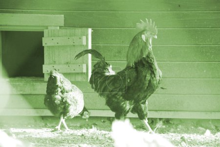 Foto de Gallo colorido o gallo de lucha en la granja. - Imagen libre de derechos