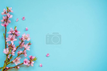 Foto de Sakura flowers on a blue background. Spring flowers background. Place for text - Imagen libre de derechos