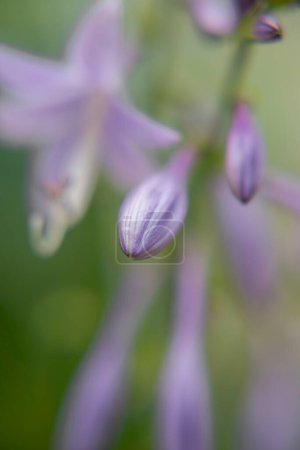 Foto de Hosta flower. Hermosas flores púrpuras. - Imagen libre de derechos