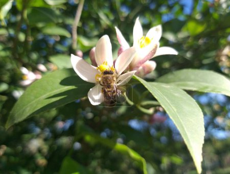 Foto de Limón floreciente. La abeja recoge néctar. Abeja con flores. Limón. - Imagen libre de derechos