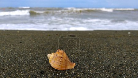 Foto de Concha en la orilla del mar. Fondo marino. Costa con arena magnética. - Imagen libre de derechos