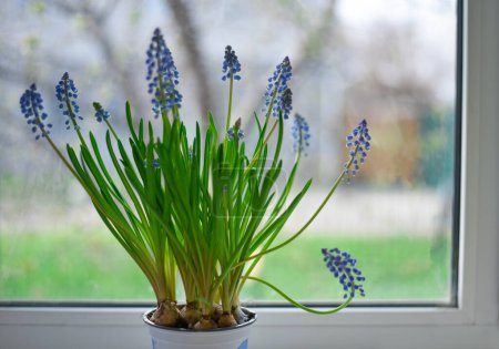 Foto de Flores azules de Muscari en la ventana. Flores de primavera en la ventana - Imagen libre de derechos