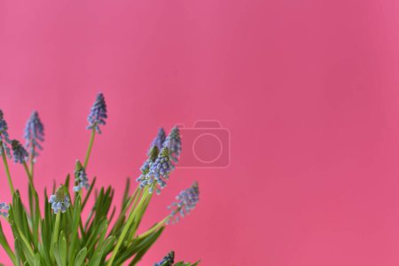Foto de Flores de muscari azul sobre un fondo rosa. Flores de primavera backgr - Imagen libre de derechos