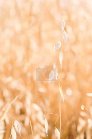Photo for Golden ears of oat in the field on a sunny day - Royalty Free Image