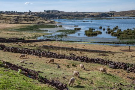 Foto de Pastoreo de ovejas en el Cementerio de Sillustani, Hatuncolla, Región de Puno, Perú, - Imagen libre de derechos
