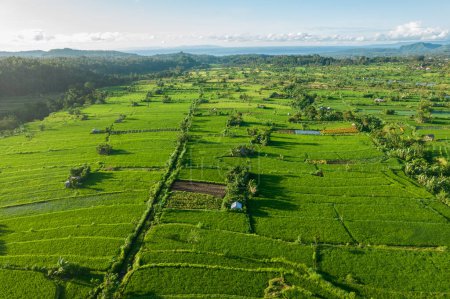Téléchargez les photos : Drone panoramique de terrasse de riz à Bali, Indonésie. Paysage de plantation verte, palmiers et montagne, collines sous un ciel nuageux - en image libre de droit