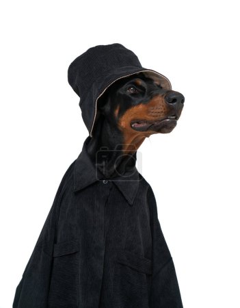 Téléchargez les photos : Portrait latéral isolé d'un chien doberman mignon portant un chapeau et une chemise noirs et regardant de côté. Concept d'animaux domestiques et animaux mignons - en image libre de droit