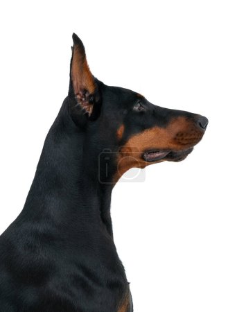 Foto de Hermosa cabeza lateral de perro Dobermann marrón y negro, aislada sobre fondo blanco. Concepto de canino, animal, amigo y mascota - Imagen libre de derechos