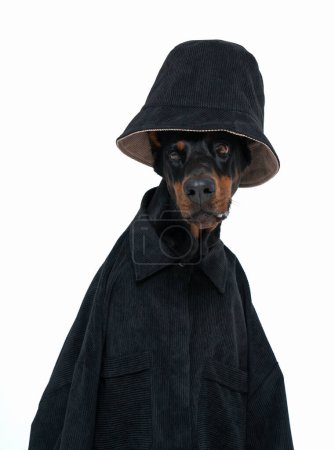 Foto de Retrato aislado de lindo perro doberman con sombrero negro y camisa y mirando a la cámara. Concepto de mascotas y animales lindos - Imagen libre de derechos