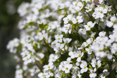Schöne kleine weiße Blumen im Garten. Selektiver Fokus. Alyssum (Lobularia maritima). Floraler Hintergrund.